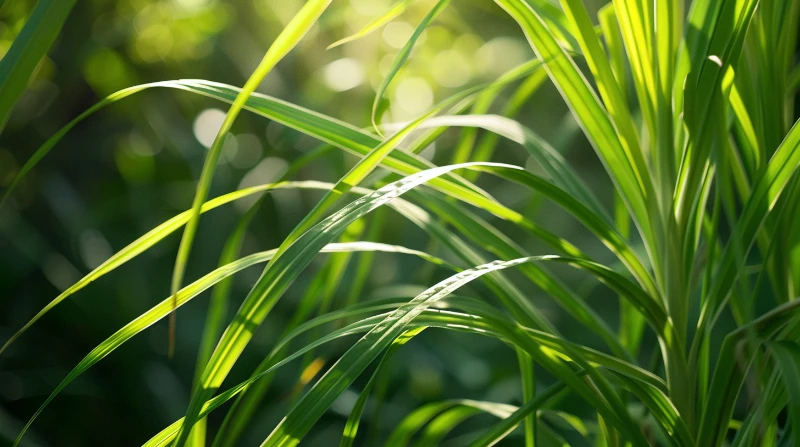 feuille de lemongrass grops plan lemongrass parties aériennes en gros plan