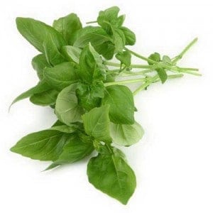 tulsi_holy_basil-300x300