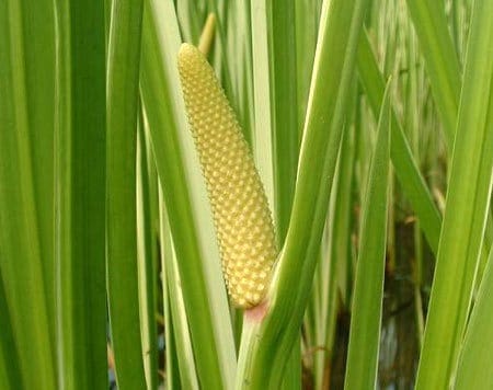 acorus_calamus