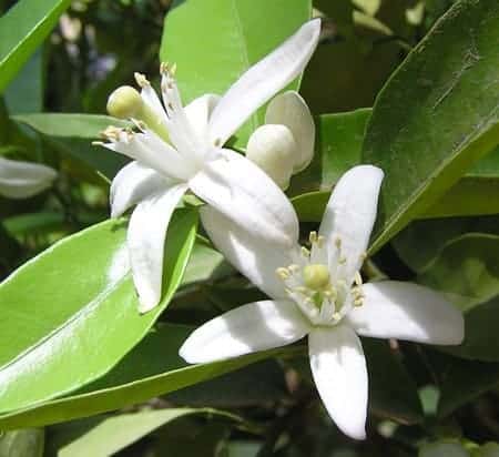 Huile essentielle Néroli (10%) (Fleurs d'oranger) - Laboratoire Pure arôme  - Fournisseur de matières premières cosmétiques DIY