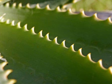 aloe-vera