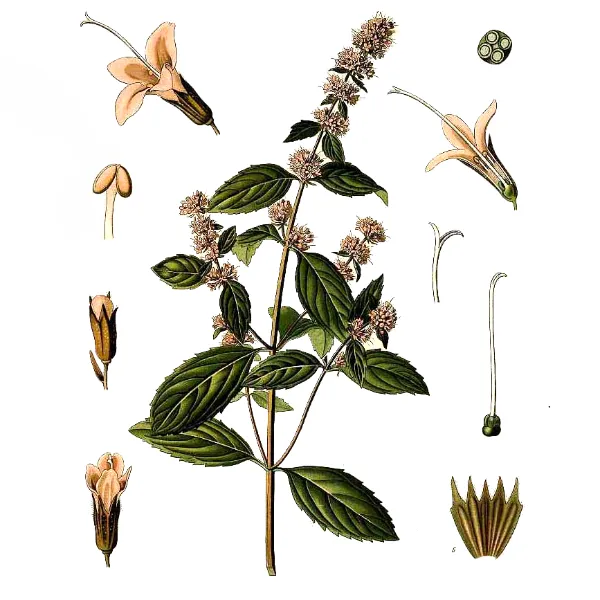 menta piperita