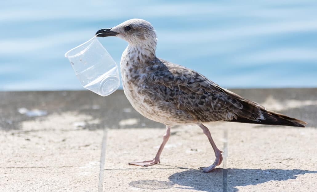 Une mouette porte un verre en plastique dans son bec, inconsciente du danger qu'il représente pour sa santé.